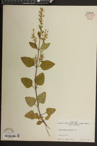 Scutellaria elliptica image