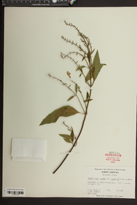 Scutellaria incana var. punctata image