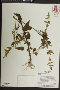 Image Associated With the Occurence