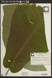 Magnolia macrophylla image