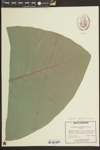 Magnolia macrophylla image