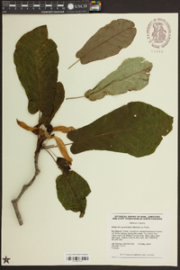 Magnolia pyramidata image