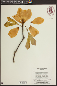 Magnolia pyramidata image