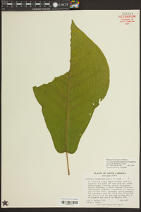 Magnolia pyramidata image