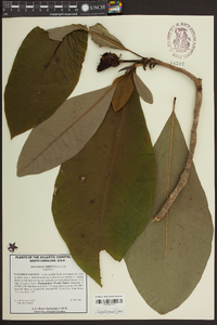 Magnolia tripetala image