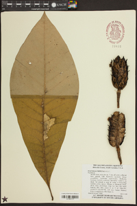 Magnolia tripetala image