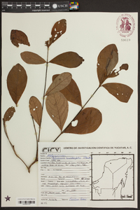 Byrsonima bucidifolia image