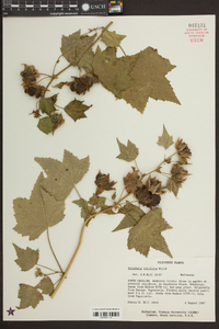 Kitaibela vitifolia image