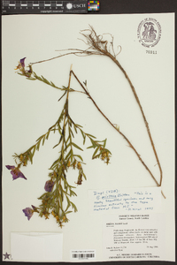 Rhexia aristosa image