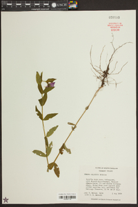 Rhexia aristosa image