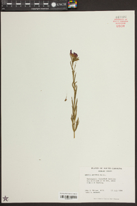 Rhexia aristosa image