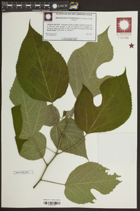 Broussonetia papyrifera image