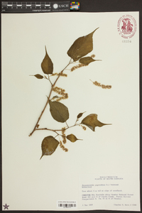 Broussonetia papyrifera image