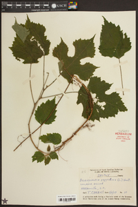 Broussonetia papyrifera image