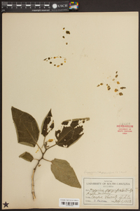 Broussonetia papyrifera image