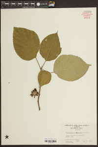 Broussonetia papyrifera image