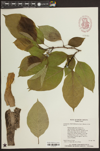 Cudrania tricuspidata image