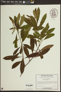 Myrica cerifera image