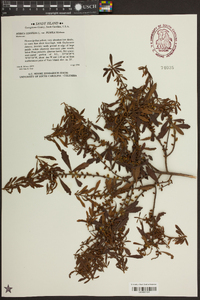Morella cerifera image