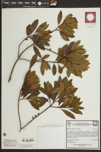 Morella cerifera image