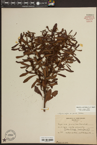 Morella cerifera image
