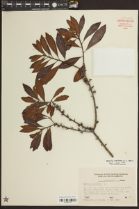 Morella cerifera image