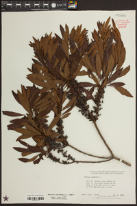 Morella cerifera image
