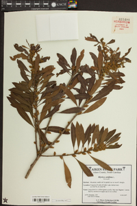 Myrica cerifera image