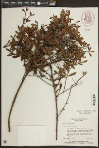 Morella cerifera image