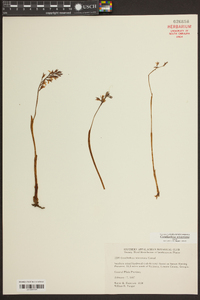 Corallorhiza wisteriana image