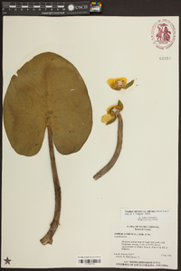 Nuphar advena image