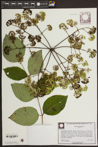 Aralia spinosa image