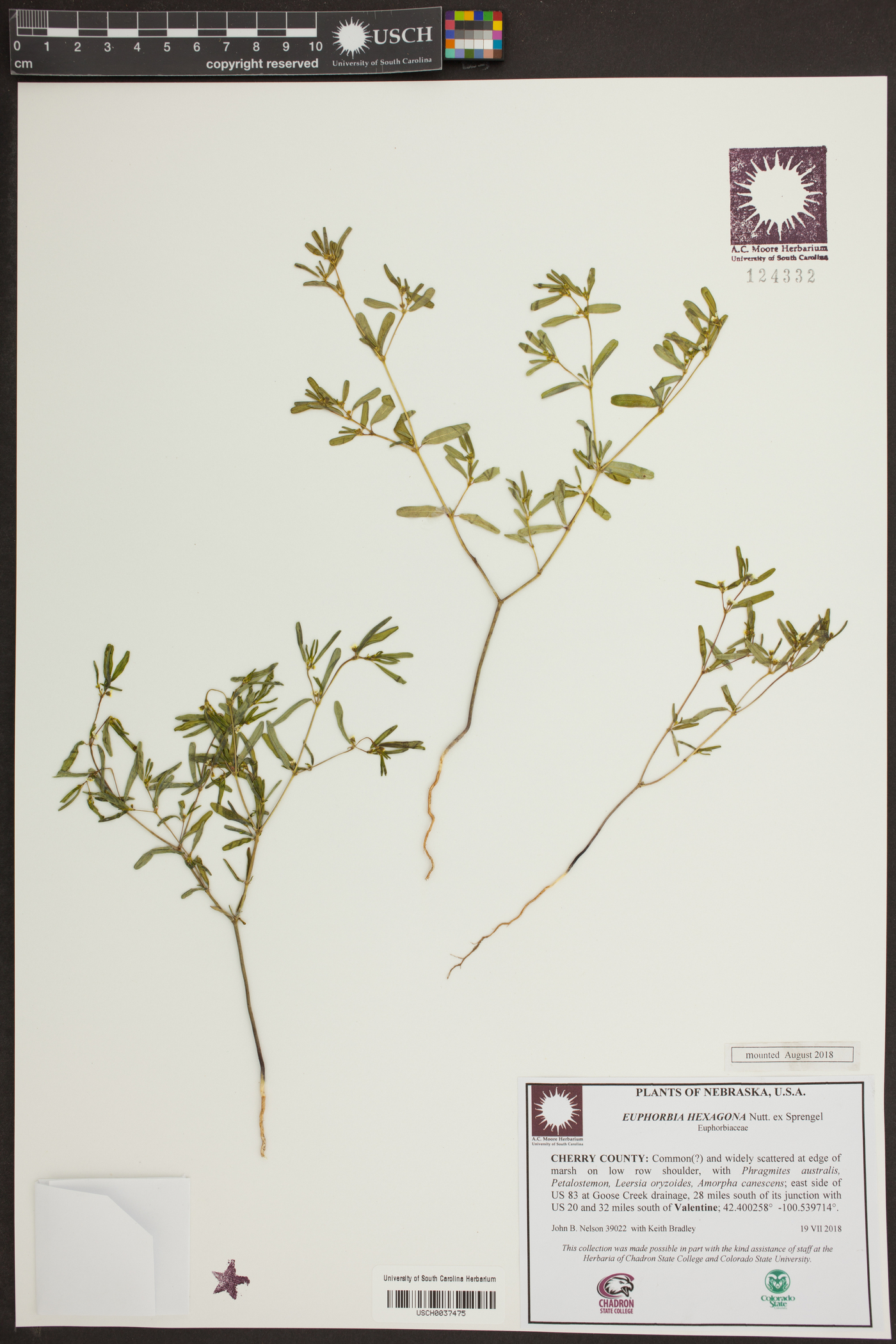 Euphorbia hexagona image