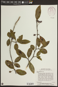 Nyssa biflora image