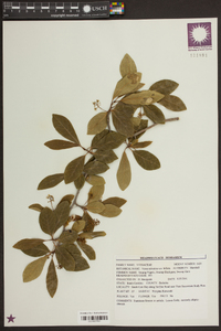 Nyssa sylvatica var. biflora image