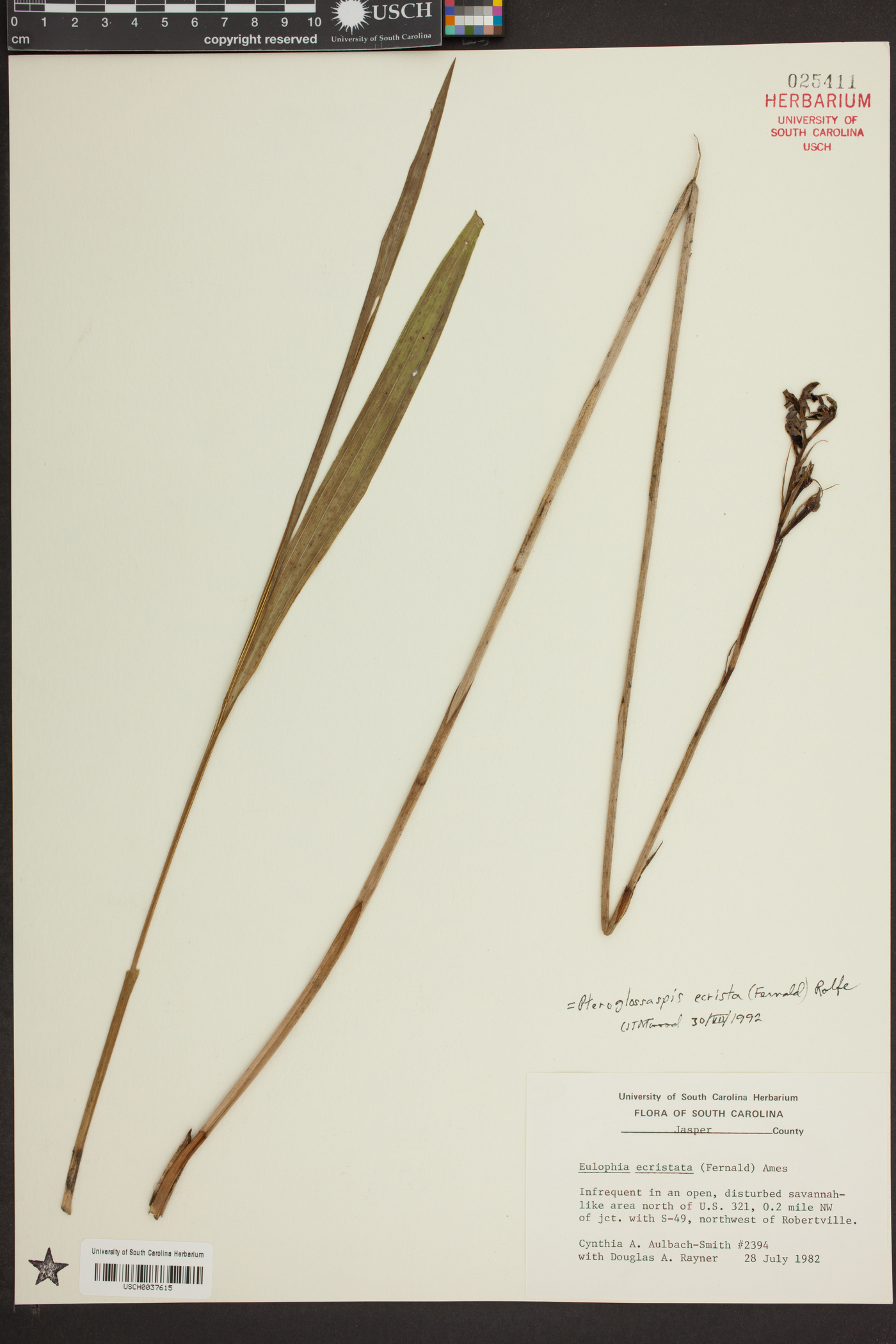 Pteroglossaspis ecristata image