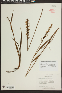 Spiranthes sylvatica image