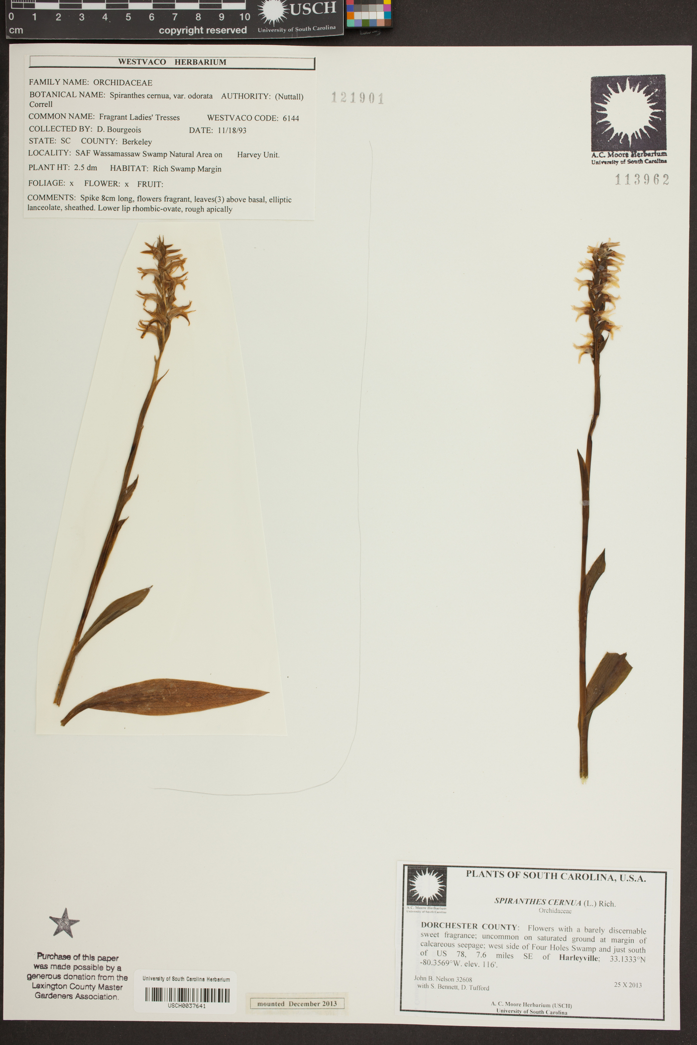 Spiranthes cernua var. odorata image