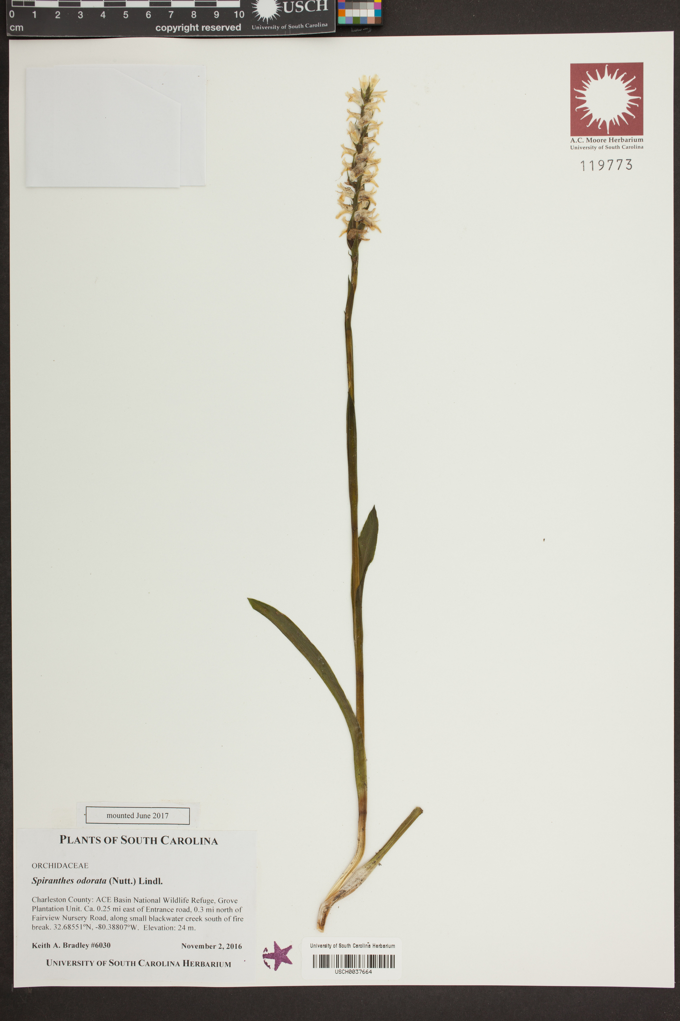 Spiranthes odorata image