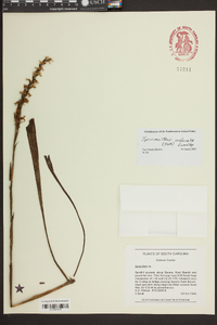 Spiranthes odorata image