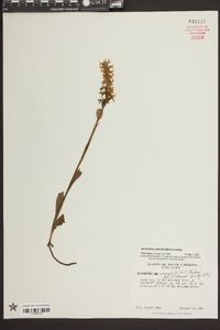 Spiranthes odorata image