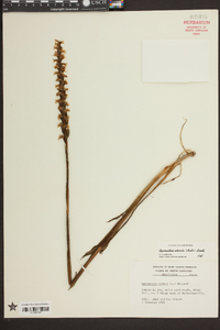 Spiranthes odorata image