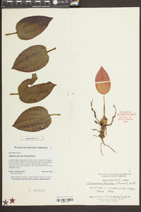 Tipularia discolor image