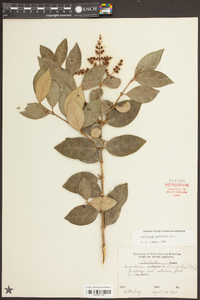 Ligustrum japonicum image