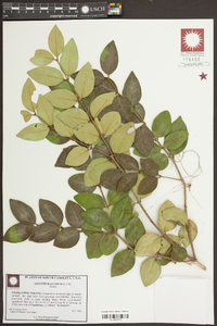 Ligustrum lucidum image