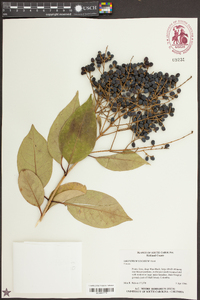 Ligustrum lucidum image