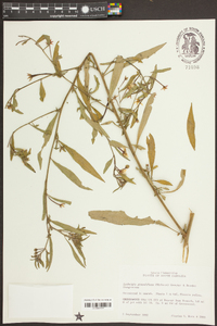 Ludwigia grandiflora image