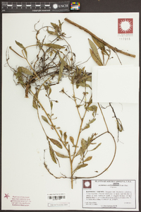 Ludwigia leptocarpa image