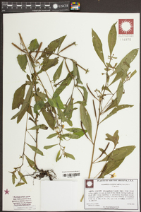 Ludwigia leptocarpa image