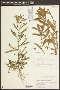 Ludwigia leptocarpa image